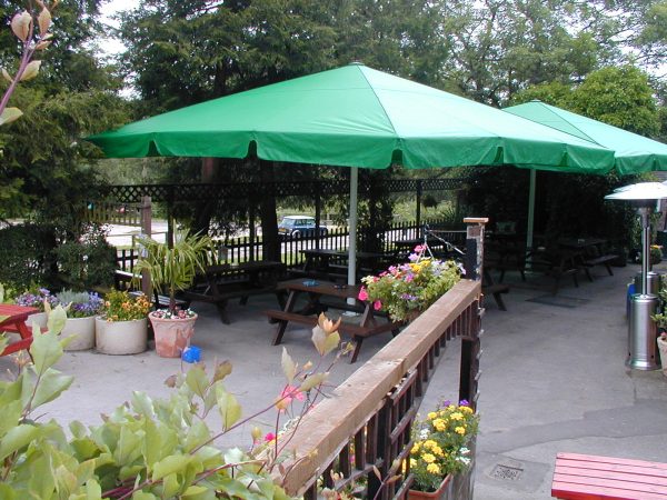 Green giant umbrella in garden